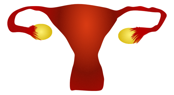 Physiologic trans abdominal Uterus sonographic ultrasound image simulation Scanbooster