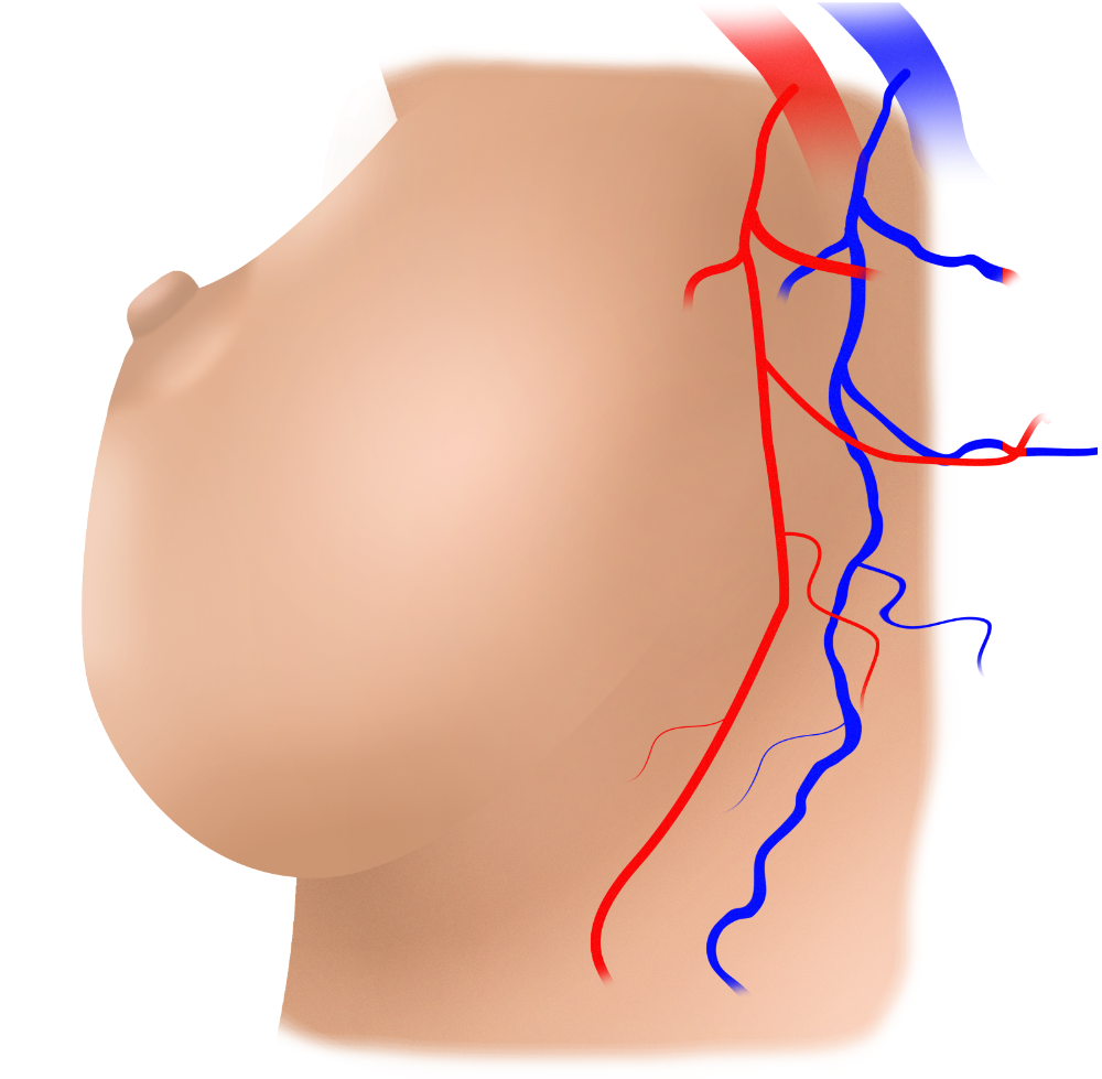 Right axilla axillary region sonographic ultrasound image simulation Scanbooster