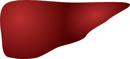 Physiologic liver sonographic ultrasound image simulation Scanbooster