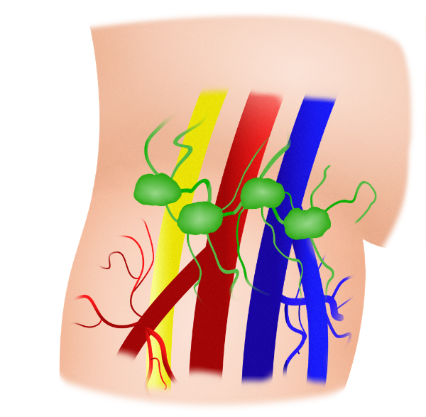 Inguinal region sonographic ultrasound image simulation Scanbooster