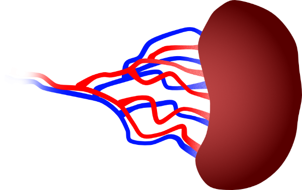 Spleen sonographic ultrasound image simulation Scanbooster