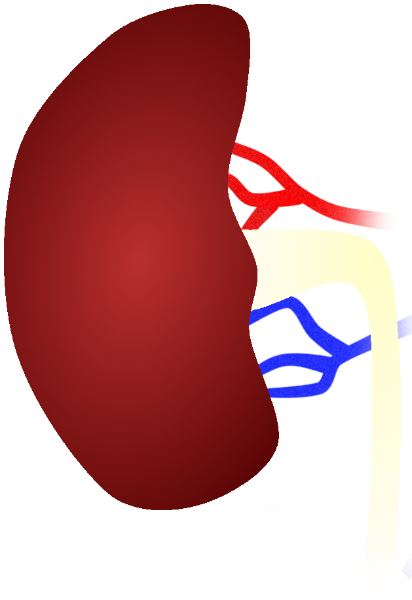 Physiologic right kidney sonographic ultrasound image simulation Scanbooster