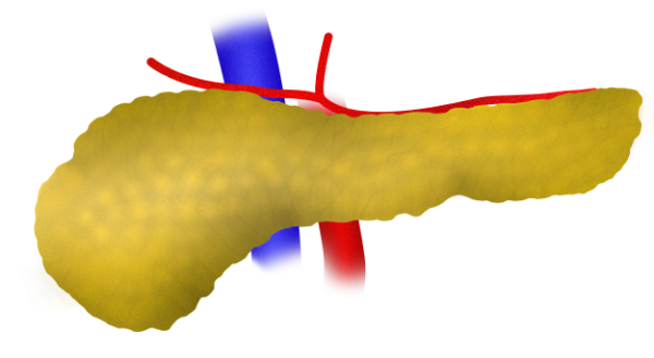 Physiologic pancreas sonographic ultrasound image simulation Scanbooster
