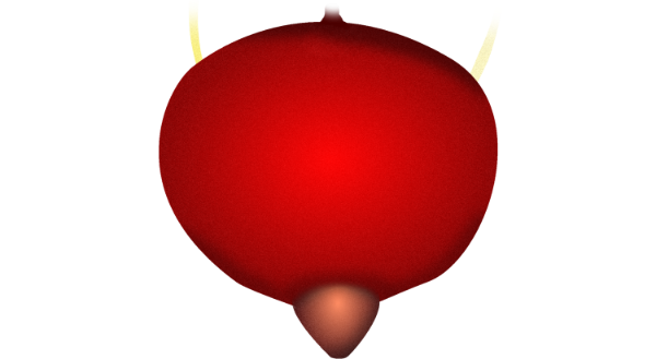 Physiologic eutrophic Prostate gland sonographic ultrasound image simulation Scanbooster