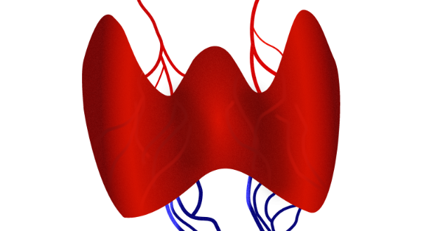 Thyroid gland physiological sonographic ultrasound image simulation Scanbooster