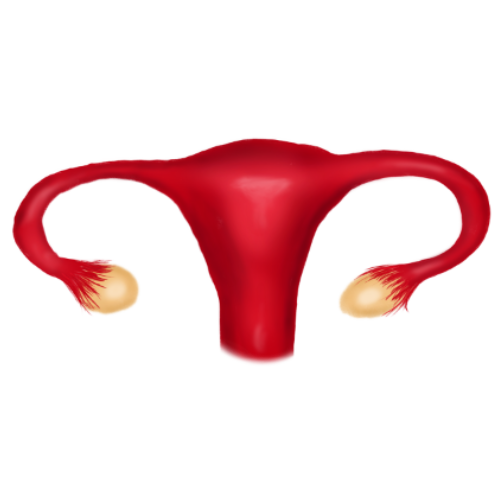 Gynaecology ultrasound - uterus